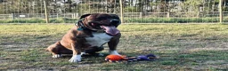 Staffordshire Bull Terrier dogs for stud: 2 Year old Male Staffordshire bull terrier stud - Advert 4