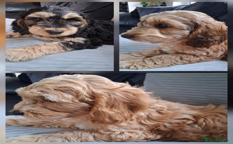 Mixed Breed dogs - Advert 9