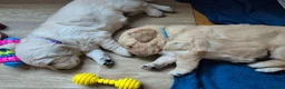 Golden Retriever dogs for sale: Golden Retriever Puppies for Loving Family Homes in Dorchester - Advert 11
