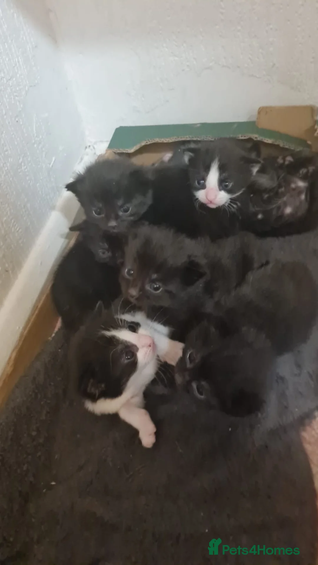 Mixed Breed cats for sale: Playful kittens - Advert 8