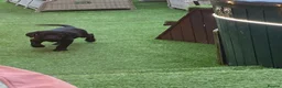 Labrador Retriever dogs for sale: DRAKESHEAD LABRADOR RETRIEVER - Advert 7