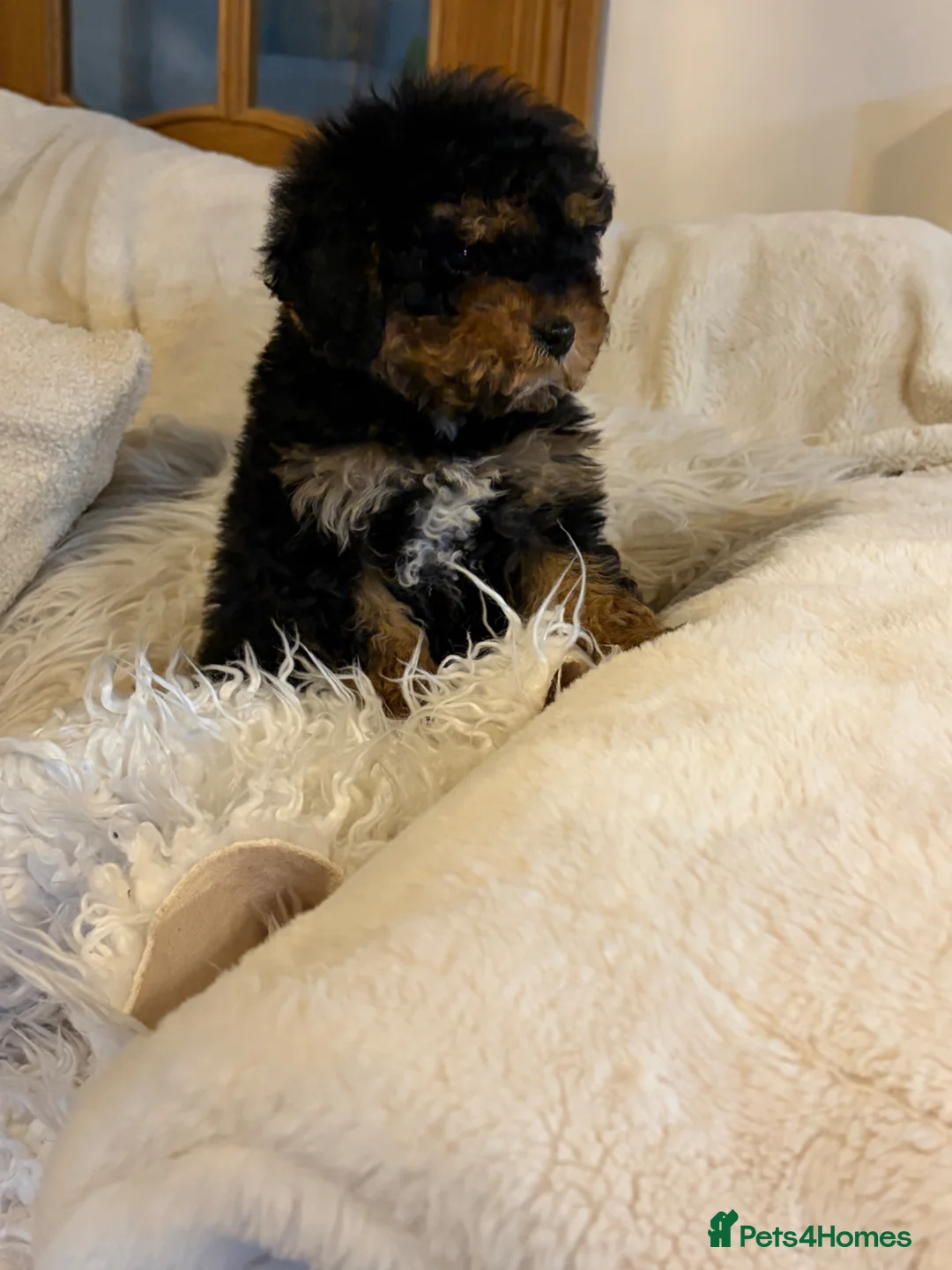 Cavapoo dogs for sale: 😍😍Outstanding little boy 😍😍 - Advert 1