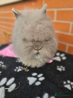 Lionhead rabbits Double Maned Lionhead does 2 remaining! - Advert 2