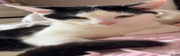 Mixed Breed cats for sale: 2 Male Kittenz  in Doncaster - Advert 5