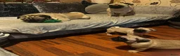 Pug dogs for sale: 4 year old Male and 2 year old bitch Pug for Sale  in Smethwick - Advert 4