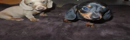 Dachshund dogs for sale: Dachshund puppies - Advert 3