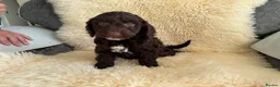 Cockapoo dogs for sale: Cocker poo puppies for sale  - Advert 10