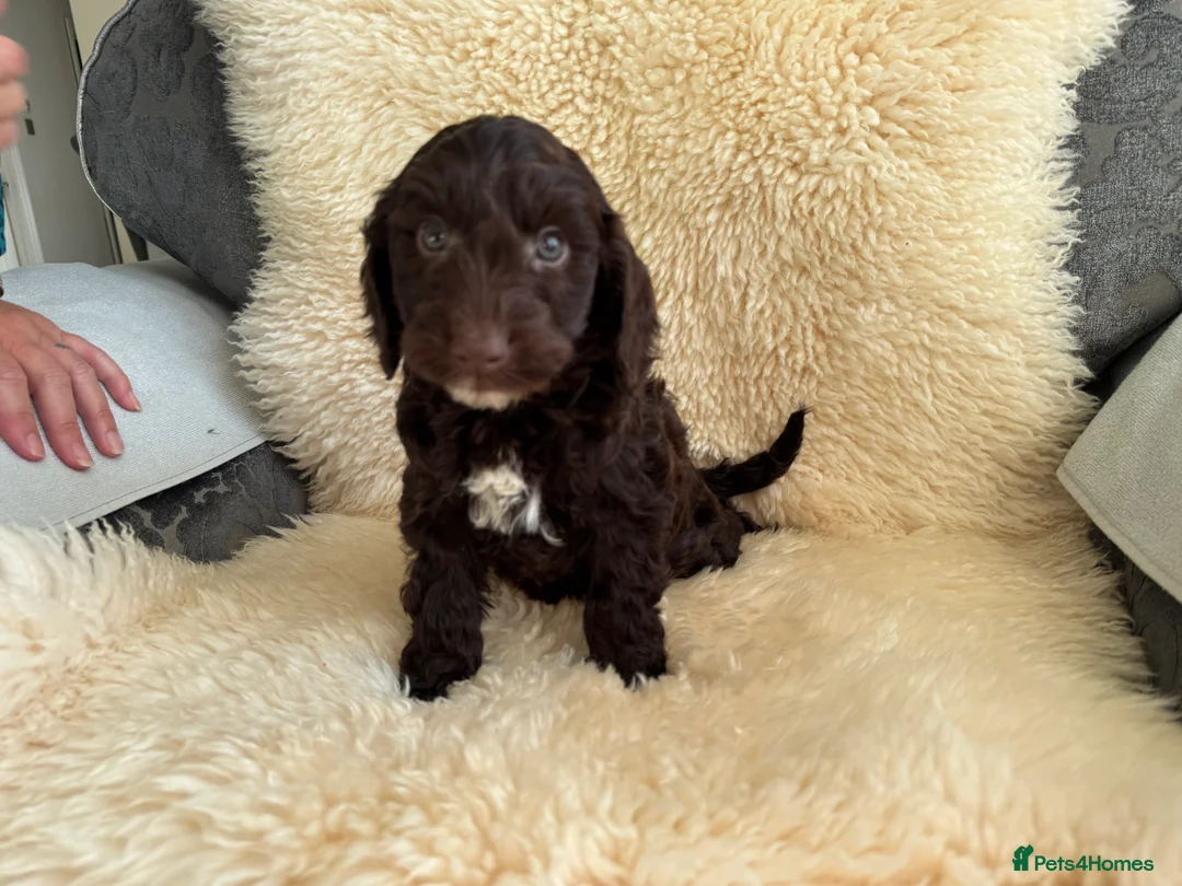 Cockapoo dogs for sale: Cocker poo puppies for sale  - Advert 10
