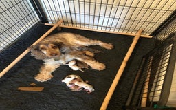 Cocker Spaniel dogs for stud: Show Cocker At Stud Highly Health Tested in Sandbach - Image 6