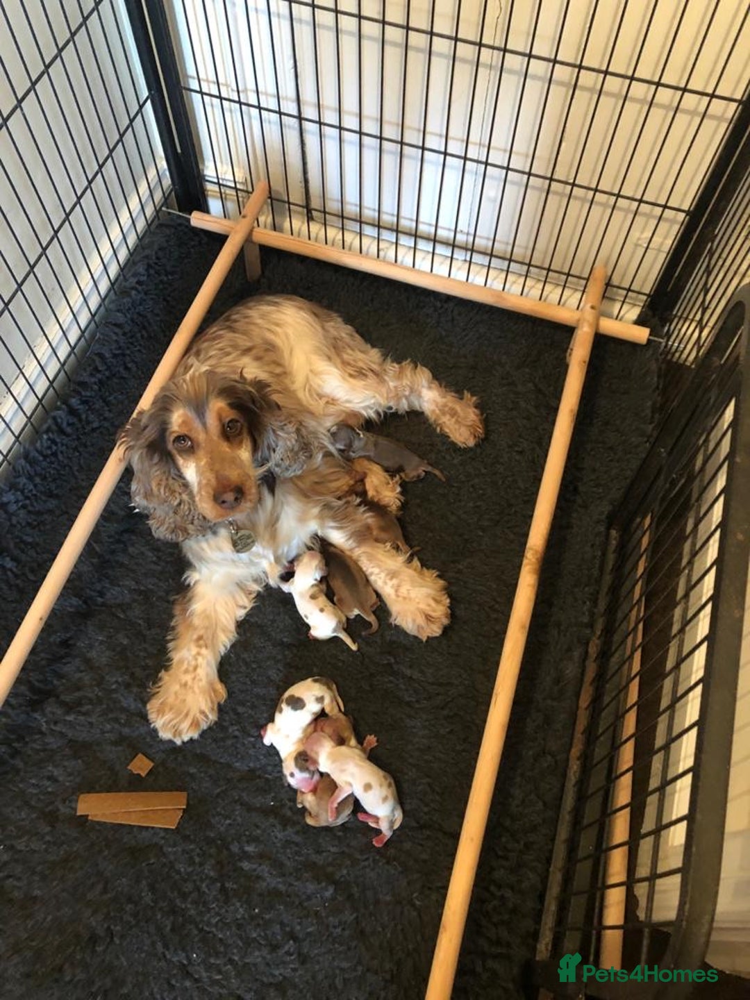Cocker Spaniel dogs for stud: Show Cocker At Stud Highly Health Tested in Sandbach - Image 6