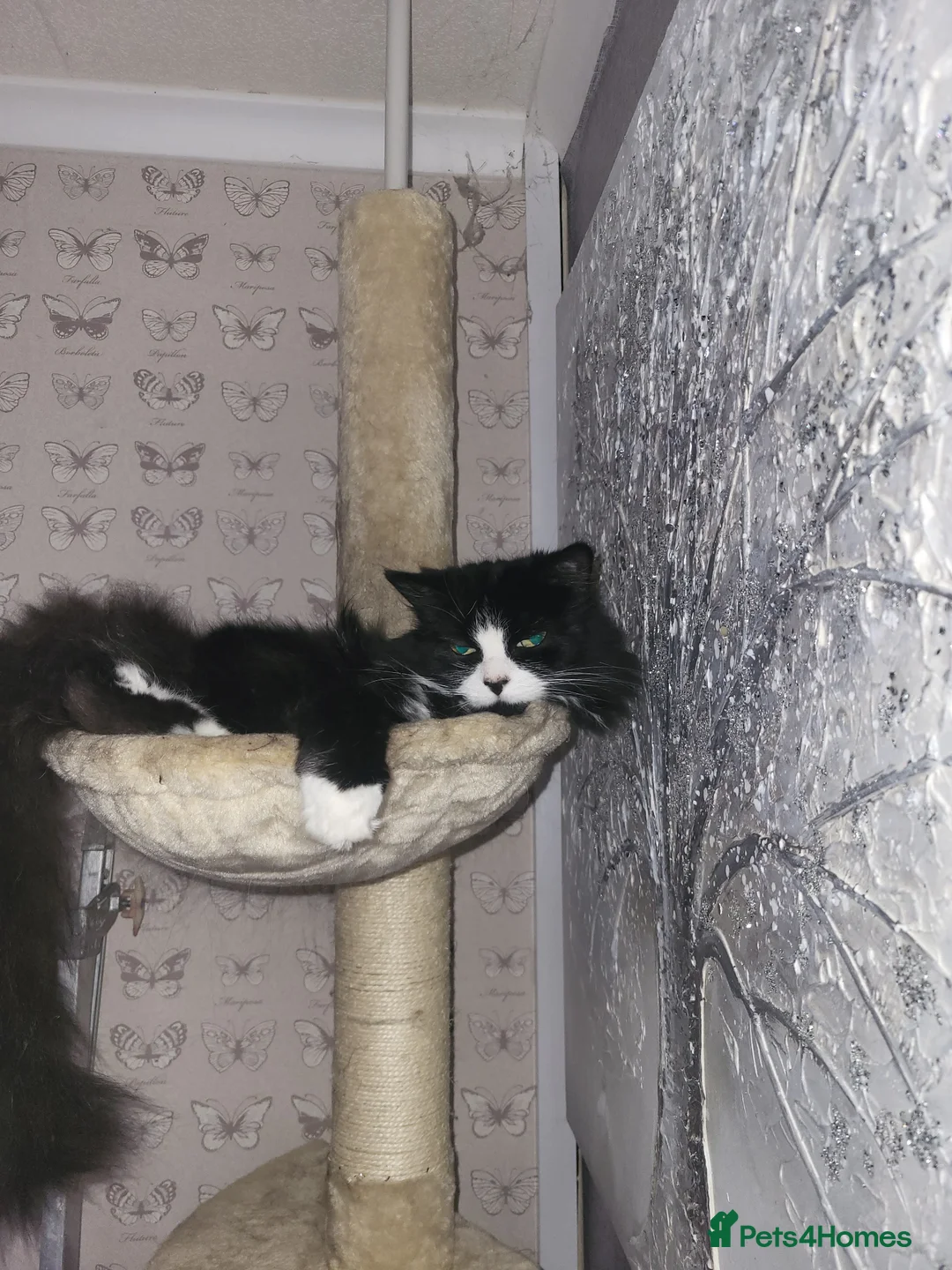 Mixed Breed cats for sale: Hi im jessie - Advert 4