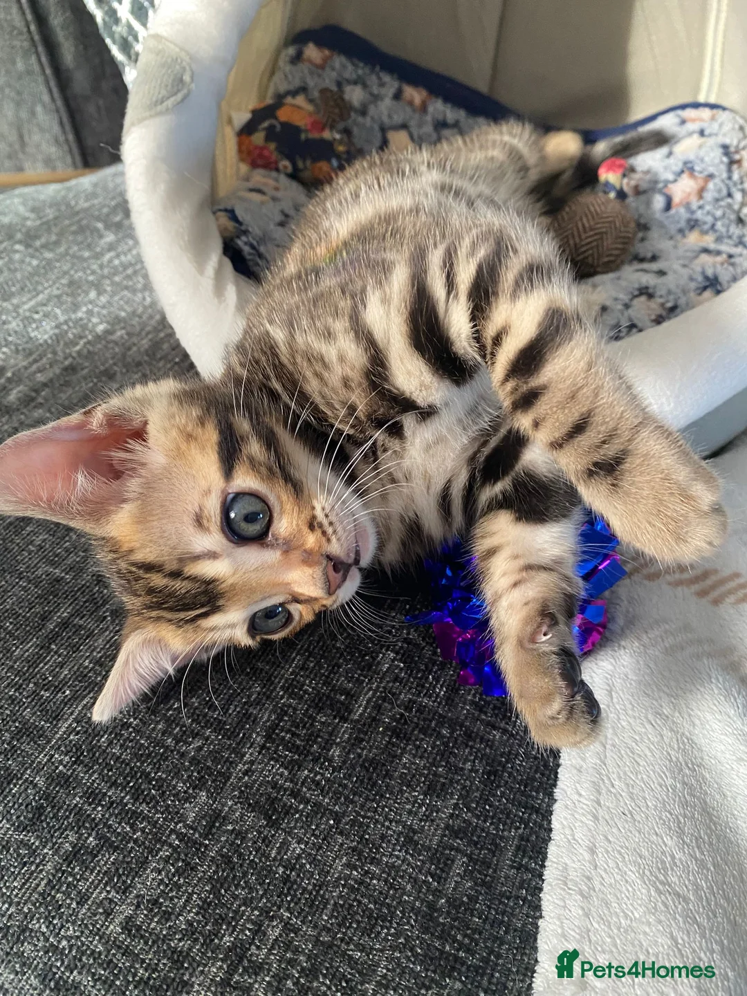 Bengal cats for sale: Bengal4U - Advert 8