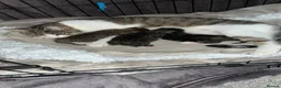 Mixed Breed cats for sale: Beautiful kittens  - Advert 1