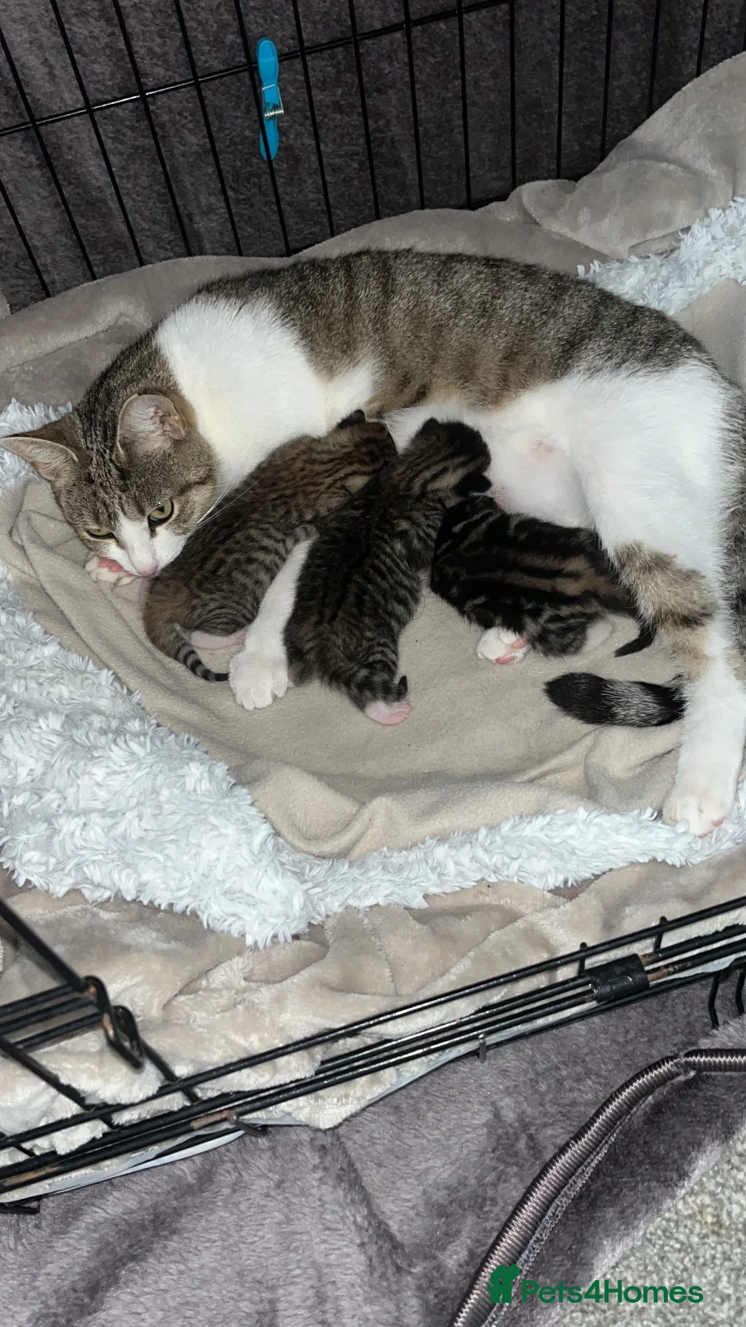 Mixed Breed cats for sale: Beautiful kittens  - Advert 1