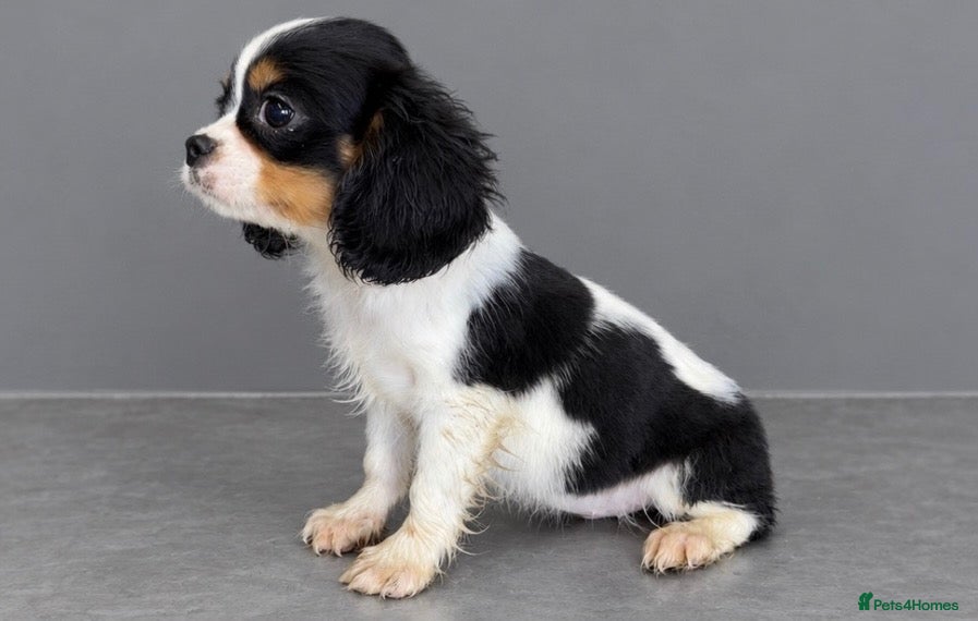 Cavalier King Charles Spaniel dogs for sale: Last beautiful boy needing forever home  - Advert 1
