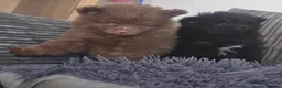 Pomeranian dogs for sale: Handsome pomeranians  - Advert 13
