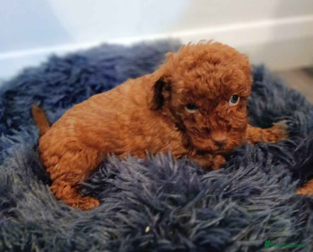 Cockapoo dogs for sale: Stunning red F1B cockapoo puppies  - Advert 13