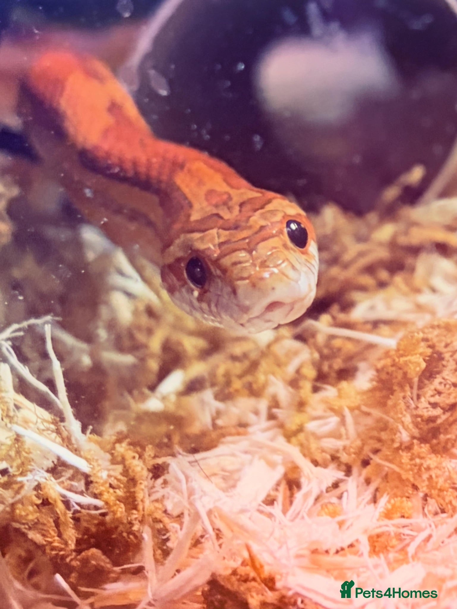 Corn Snake reptiles Male corn snake - Advert 9