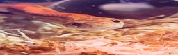 Corn Snake reptiles for sale: Male corn snake - Advert 1