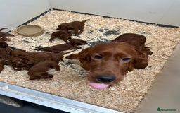 Irish Setter dogs for sale: Stunning litter of kc reg irish setters  - Image 8