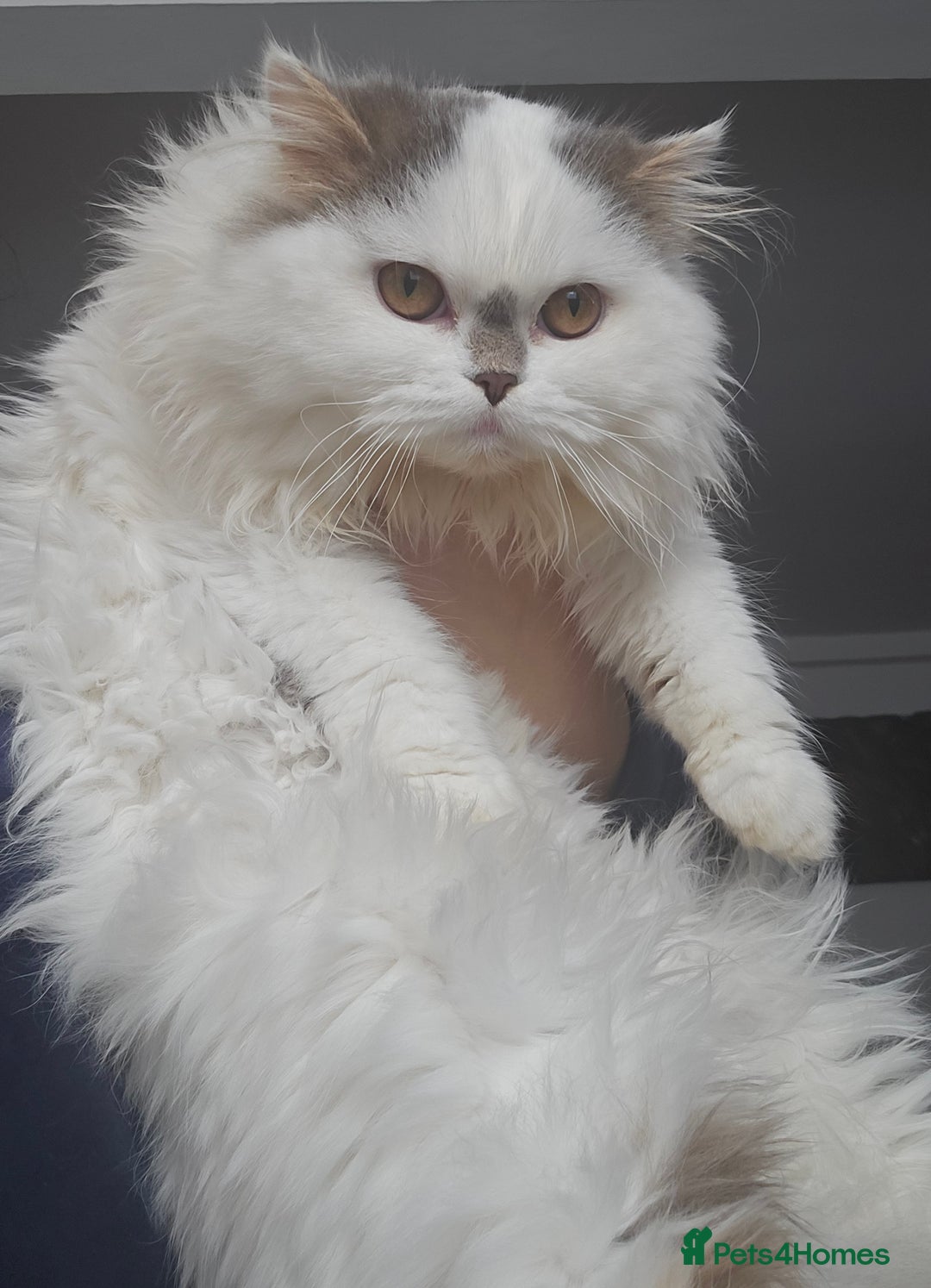 Scottish Fold cats for sale: A very beautiful Scottish Fold kitten - Advert 1