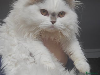 Scottish Fold cats A very beautiful Scottish Fold kitten - Advert 7