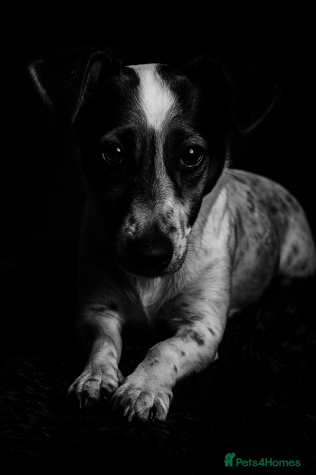 Jack Russell dogs Teddy - Advert 5