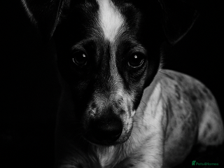 Jack Russell dogs Teddy - Advert 5