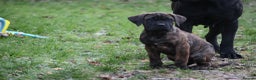 Presa Canario dogs for sale: Presa Canario Puppies (Recognised Breeder) - Advert 10