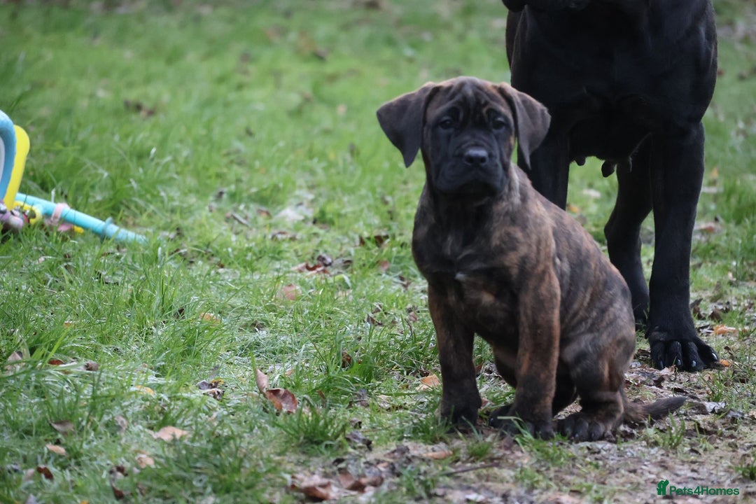 Presa Canario dogs for sale: Presa Canario Puppies (Recognised Breeder) - Advert 10