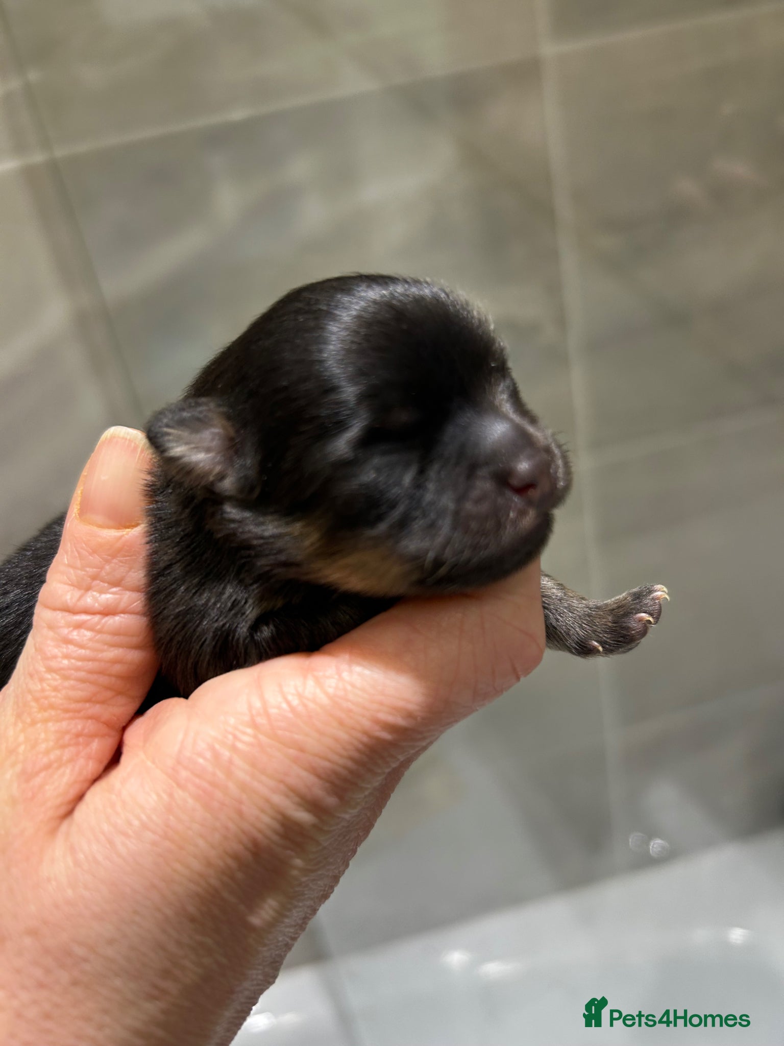 Pomeranian dogs for stud: Available for stud  - Advert 13
