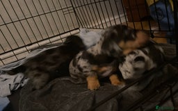 Dachshund dogs for sale: Beautiful Merle Dachshund Puppies - Image 4