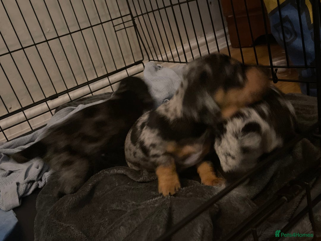 Dachshund dogs for sale: Beautiful Merle Dachshund Puppies - Image 4
