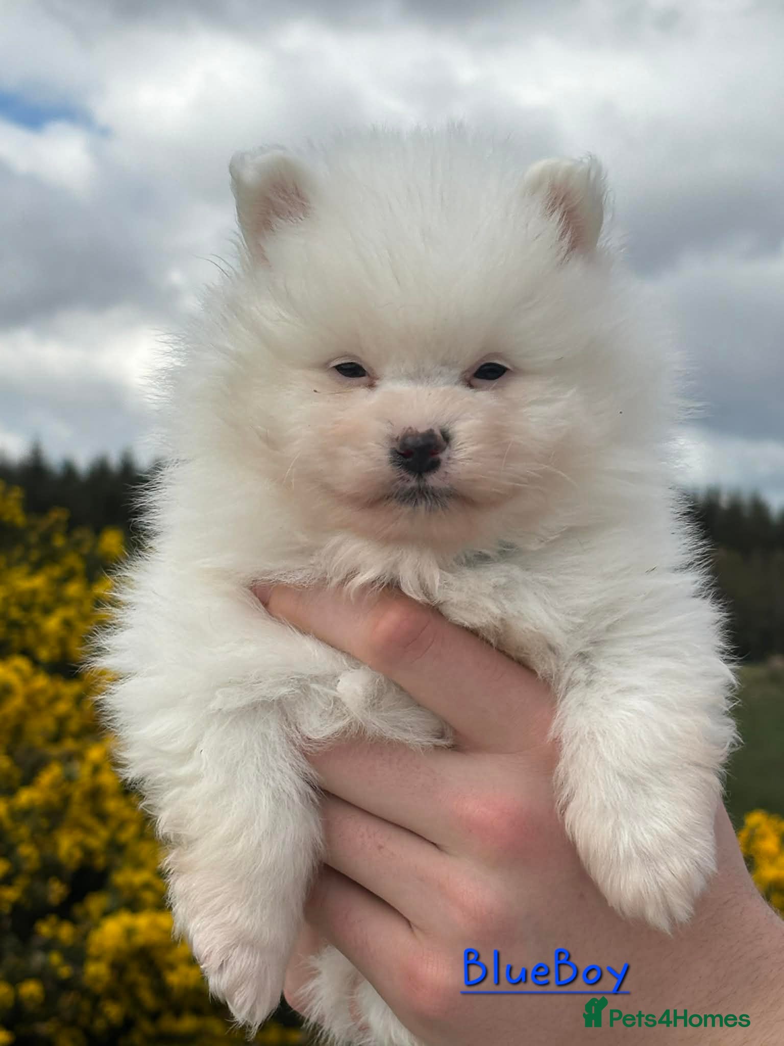 Pomeranian dogs White Pomeranian Males - Advert 1