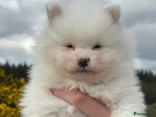 Pomeranian dogs White Pomeranian Males - Advert 1