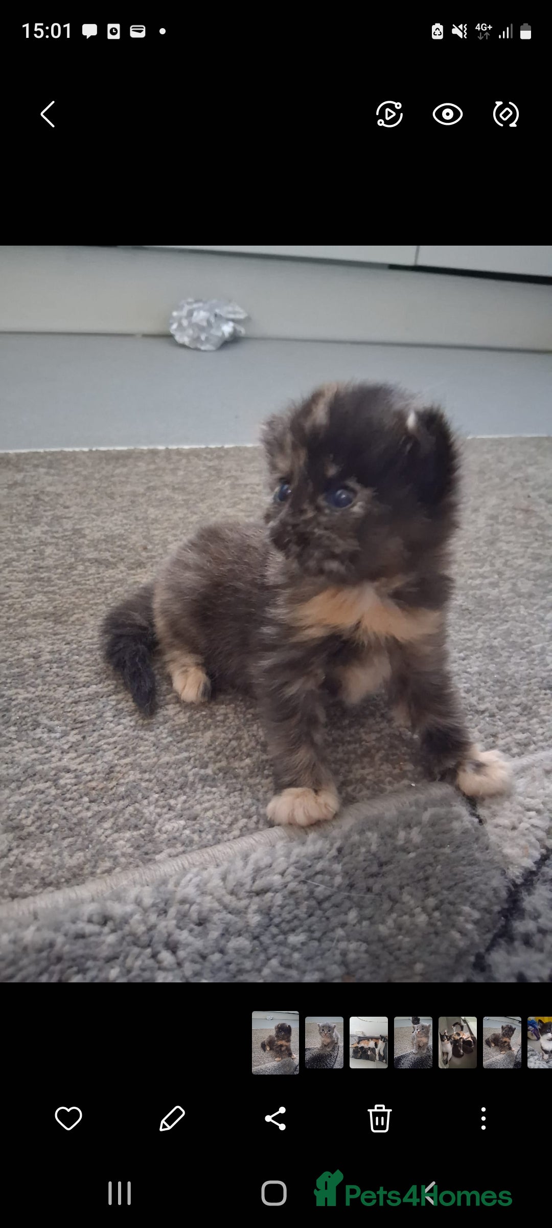 Mixed Breed cats for sale: 🐾 3 Adorable Kittens 2 female 1 male - Image 7
