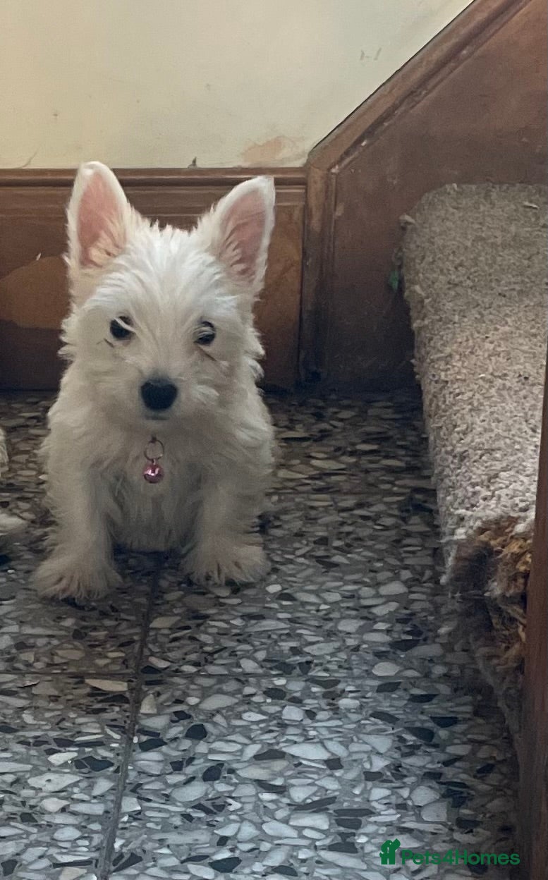 West Highland Terrier dogs Beautiful Westie puppies for sale  - Advert 2