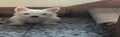 West Highland Terrier 5