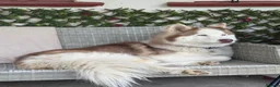 Siberian Husky dogs for sale: Beautiful Siberian puppies for Sale. Xx in Ware - Advert 11