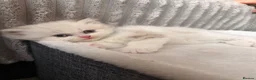 British Shorthair cats for sale: Beautiful Kittens for Sale – 3 Boys & 1 Girl 🐱💕 in Luton - Advert 18