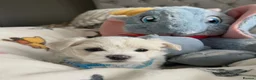 Maltese dogs for sale: GORGEOUS KOREAN MALTESE PUPPIES - Advert 3