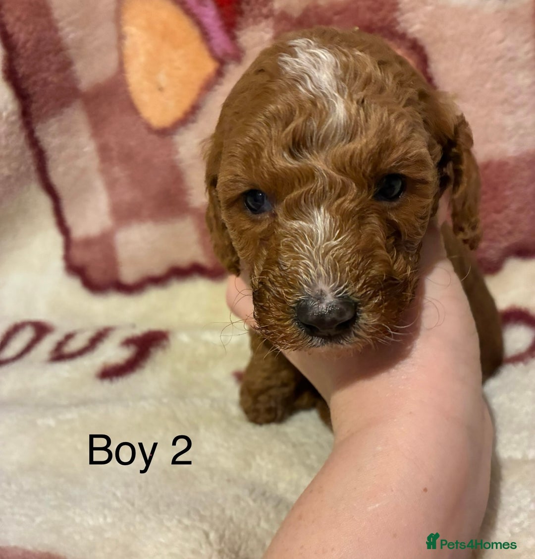 Cockapoo dogs for sale: Cockapoo puppy’s  - Advert 9