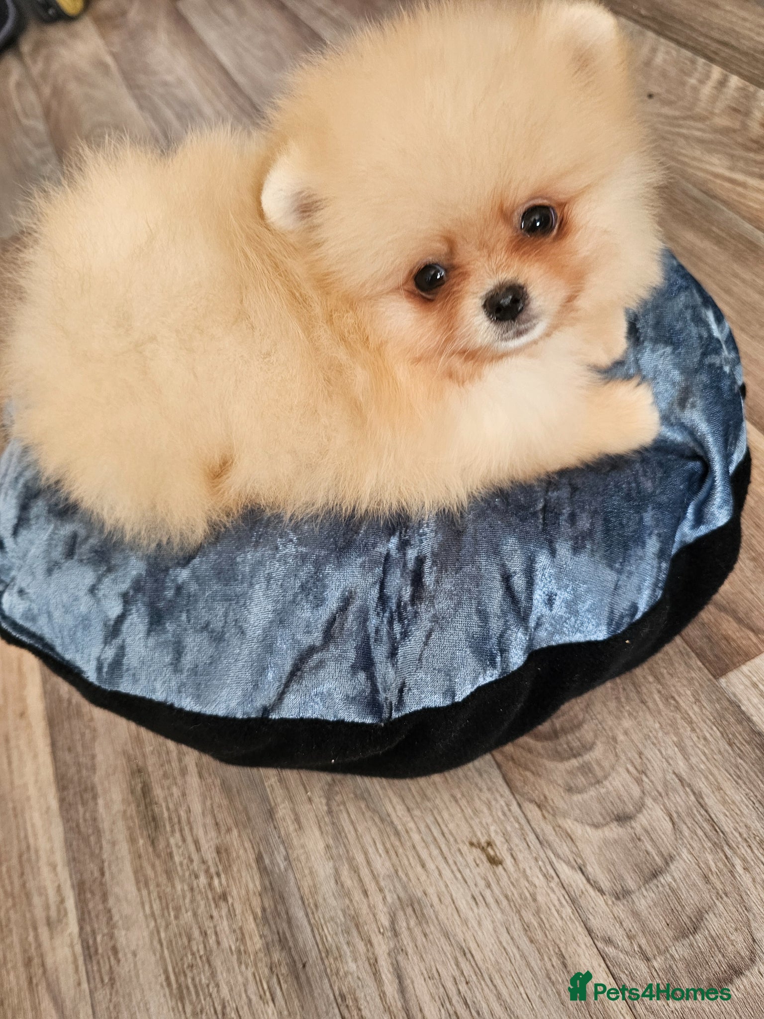 Pomeranian dogs for sale: Pom puppies - Advert 4