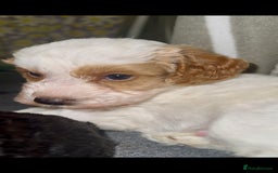 Cockapoo dogs for sale: 3 remaining Cockapoos looking for homes - Advert 14