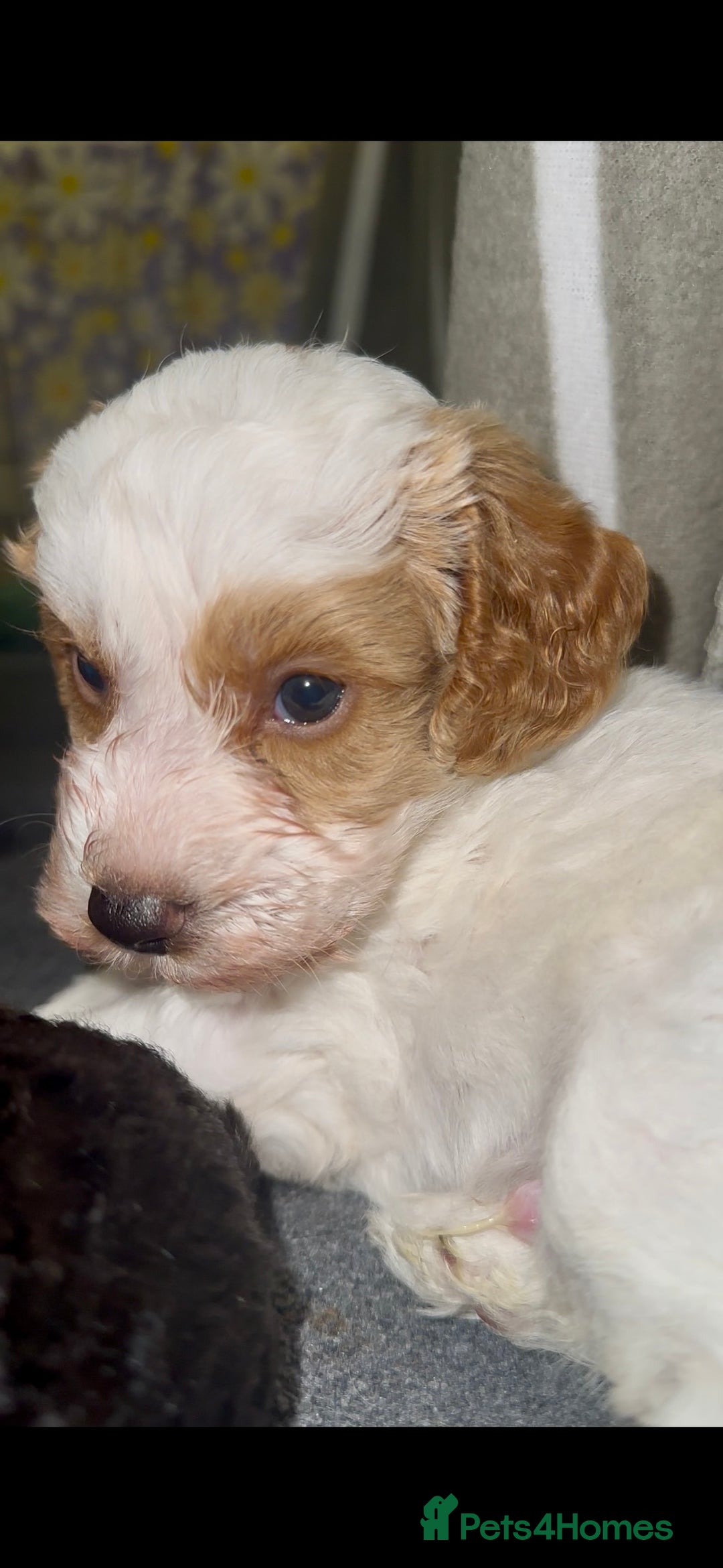 Cockapoo dogs for sale: 3 remaining Cockapoos looking for homes - Advert 14