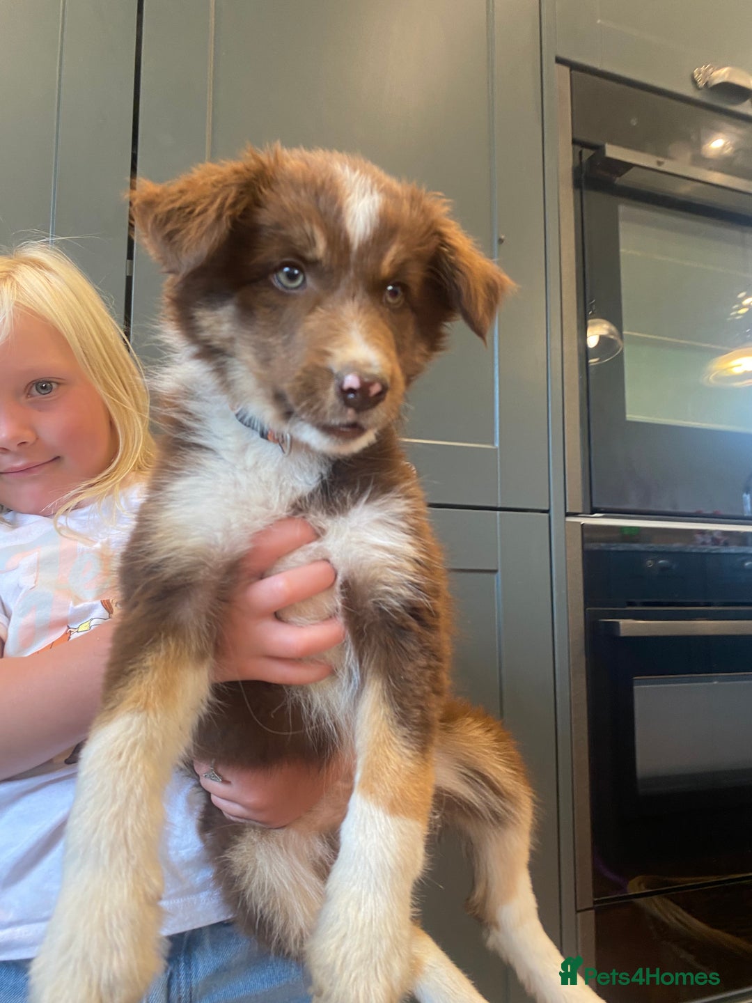 Border Collie dogs for sale: Gorgeous Sheep Dog Pups  - Image 12