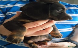 Miniature Dachshund dogs for sale: ..Miniature dachshunds 1 Girl 1BOY READY TO LEAVE  in Ellesmere Port - Image 7
