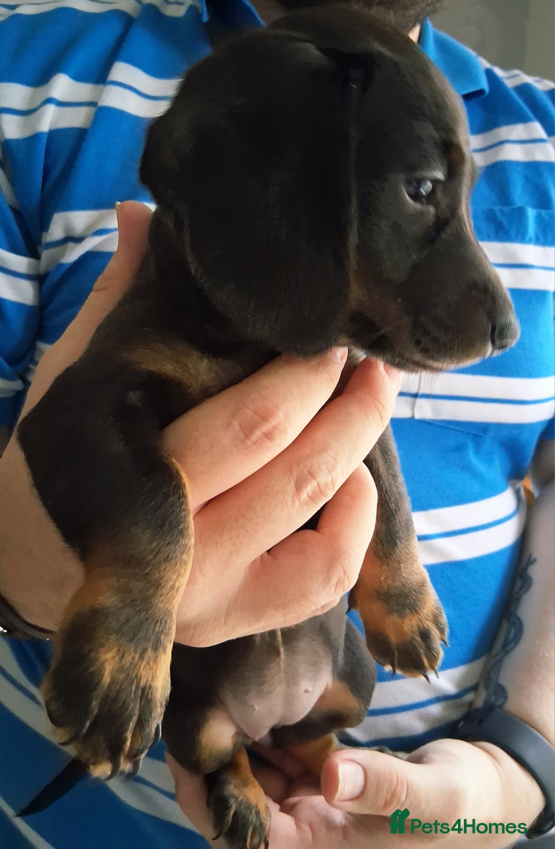 Miniature Dachshund dogs for sale: ..Miniature dachshunds 1 Girl 1BOY READY TO LEAVE  in Ellesmere Port - Image 7