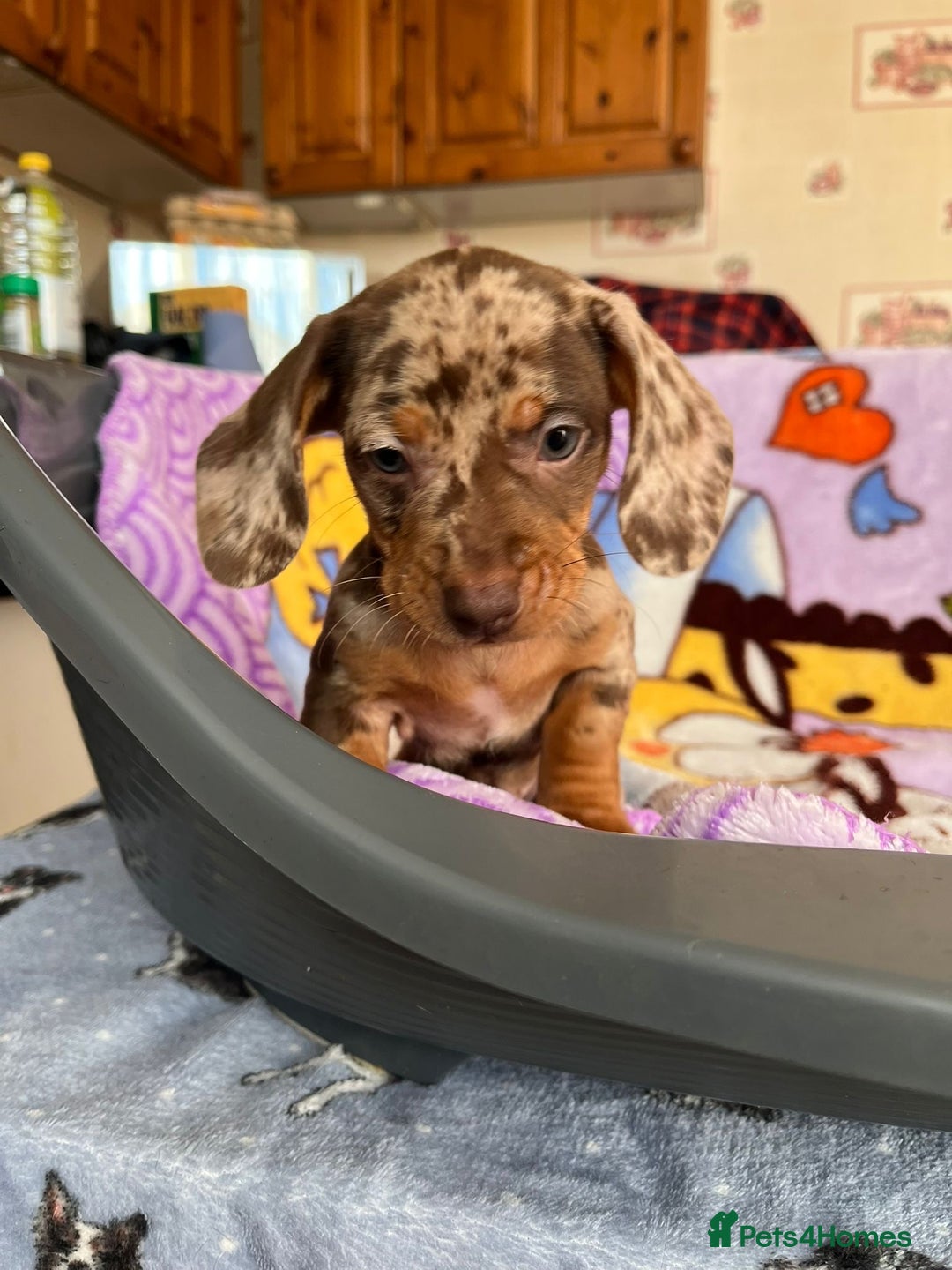 Dachshund dogs for sale: Just one girl left. Ready for her new homes - Advert 12