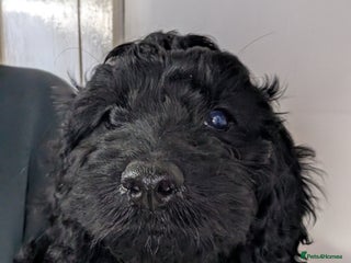 Cockapoo dogs F2b cockapoo Puppies (all females) - Advert 5